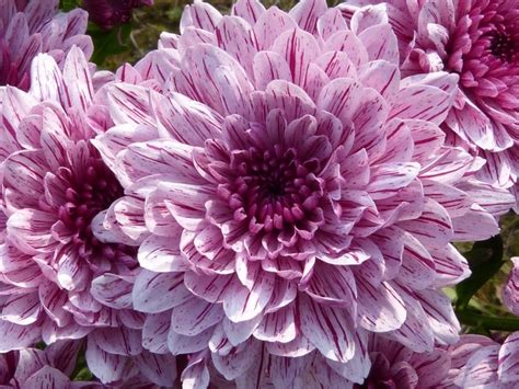 💌 What Do Chrysanthemums Symbolize What Does The Chrysanthemums