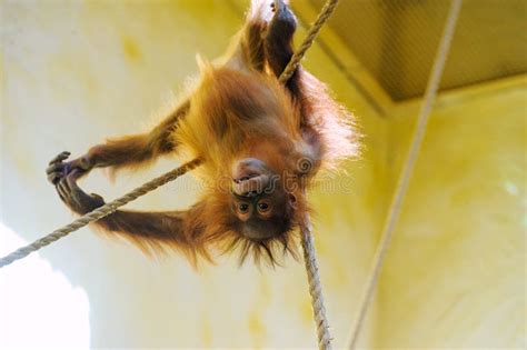 Little Orangutan Stock Photo Image Of Childhood Happy 165101742