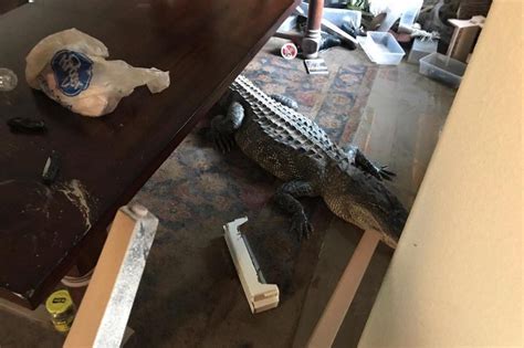Watch 9 Foot Gator Removed From Texas Mans Dining Room