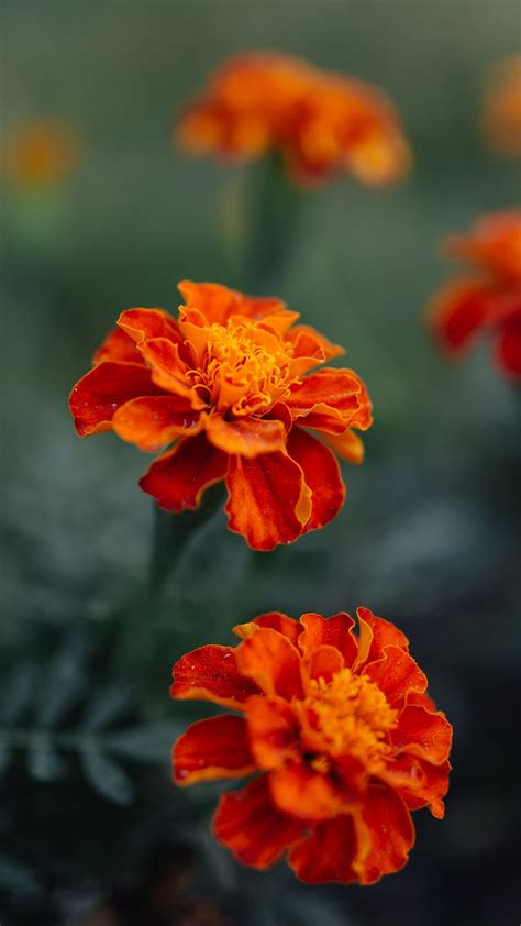 Orange Chrysanthemum Flowers Green Leaves Blur Background 4k Hd Flowers