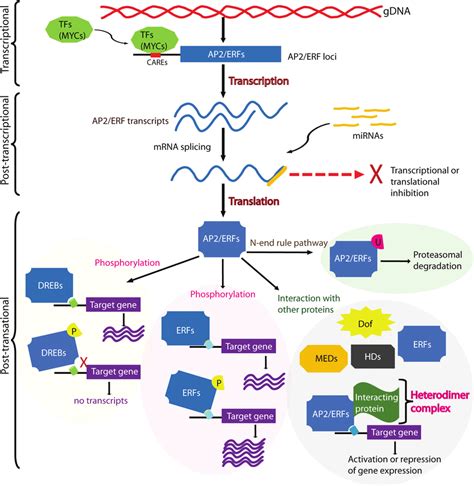 Regulation Of The Expression And Activity Of Ap2erfs At Download