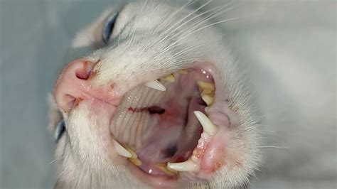 Cleft Palate Cat Due To Fall Youtube