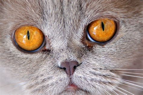 A Quick Guide To Golden British Shorthairs Catsmart Singapore