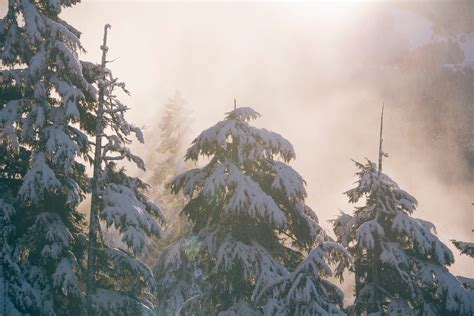 Wallpaper Id 211846 Pine Trees Covered With Snow In A Foggy Forest