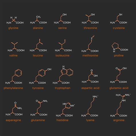 Estas Son Las Estructuras De Aminoácidos