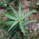 What Does A Marijuana Leaf Look Like