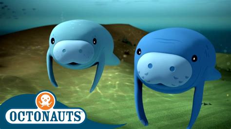 Octonauts The Manatees Cartoons For Kids Underwater Sea Education