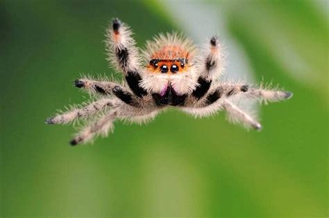 Cute Spider Here Are Some Exciting Facts About Jumping Spider