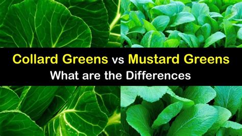 Are Mustard Greens And Collard Greens The Same
