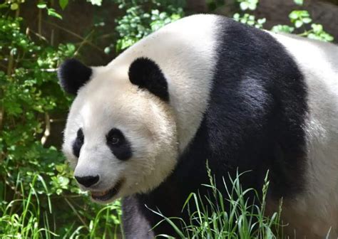 Giant Panda Behavior Animalbehaviorcorner