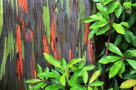 How To Grow The Rainbow Eucalyptus Eucalyptus Deglupta The Garden Of