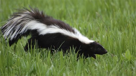 Pungent Facts About Skunks Mental Floss