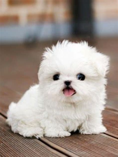 So Tiny Cute White Puppies Teacup Puppies Cute Teacup Puppies