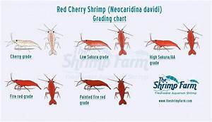 Cherry Shrimp Grading Chart Shrimptank