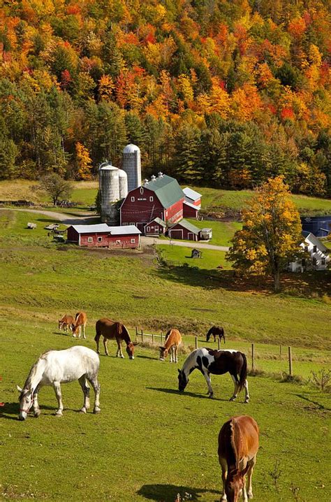 Horses Grazing In Autumn By Brian Jannsen Via