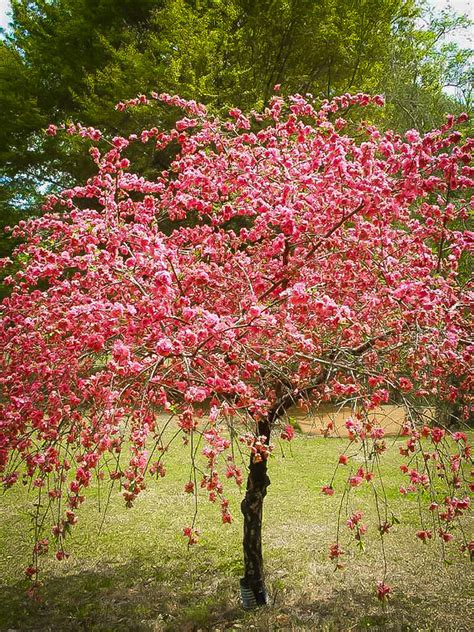 Hale Haven Peach Tree For Sale Online The Tree Center