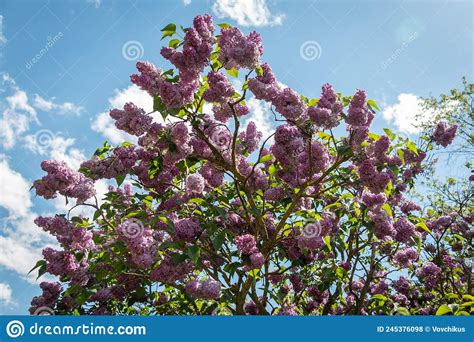 Flowering Lilac Bushes In The Garden Against The Blue Sky Lilacs Bloom