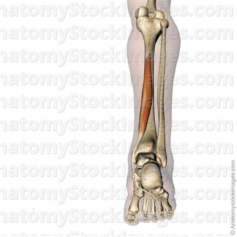 By ismail ibrahim juni 01, 2021. Front Leg Musclevtendon : Musculoskeletal modelling of an ...