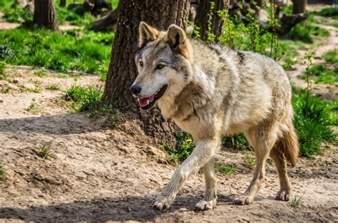 With No Humans In Radioactive Chernobyl Wolves Are In Charge •