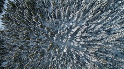 Aerial View Of Trees Covered With Snow Aerial View Trees Forest