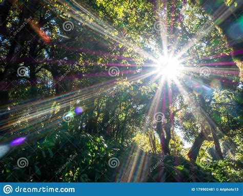 Beautiful Autumn Forest Nature Vivid Morning In Colorful Forest With