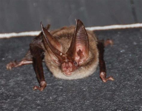 Rafinesques Big Eared Bat Corynorhinus Rafinesquii Fwc