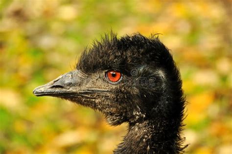 Eye Of An Emu Stock Photo Image Of Ornithological Flightless 11690634