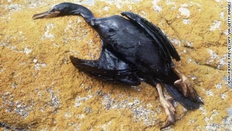 How Oil Spills Harm Birds Dolphins Sea Lions And Other Wildlife