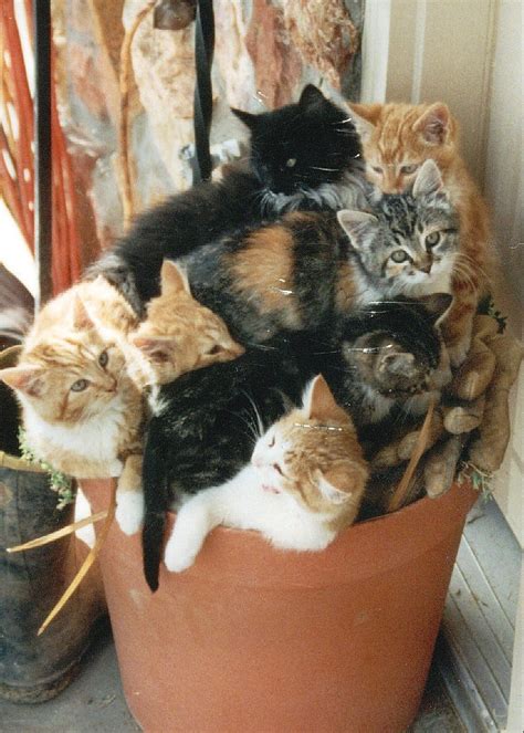 17 Best Images About Cats Cats In Flower Pots On