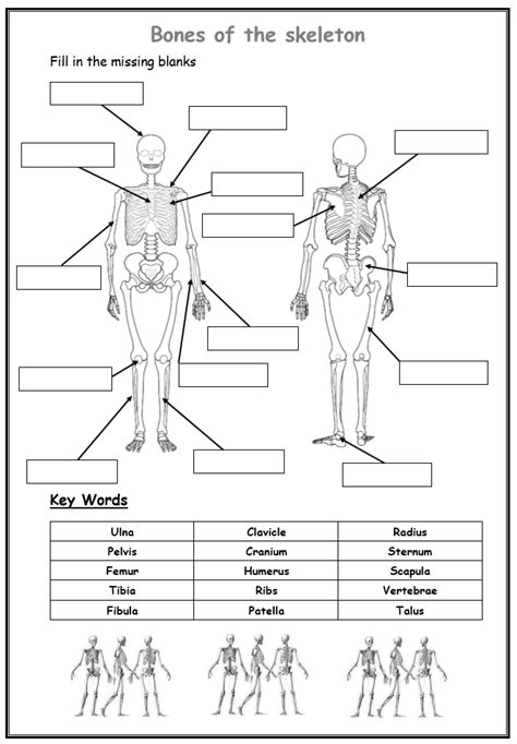 Blank Skeletal System Worksheet