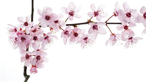 Cherry Blossom Background Wallpapersafari