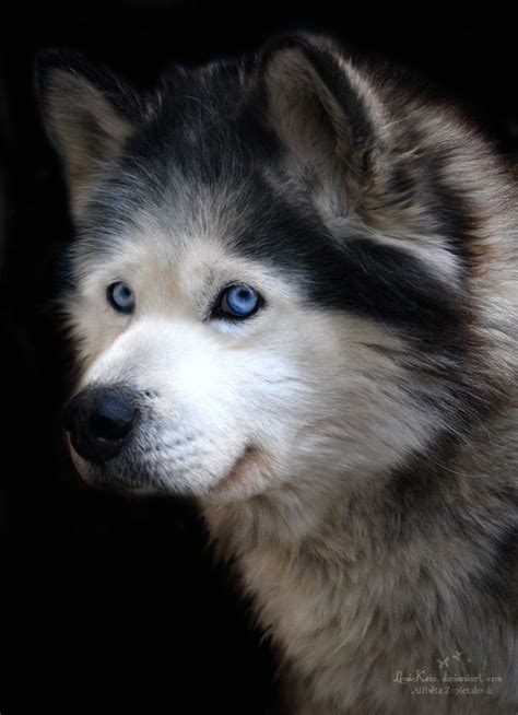 Mister Blue Eyes Malamute Alaskan Dog Malamute Dog