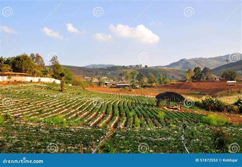 Farmland Field On Hill In Countryside Stock Image Image Of
