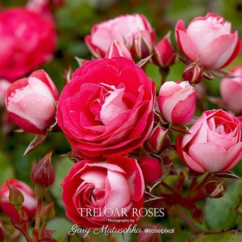 Treloar Roses Australias Largest Rose Production Nursery Hybrid