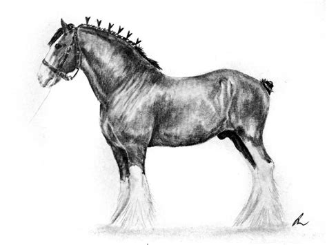 Clydesdale By Bright Button On Deviantart Horse Drawings Horse Art