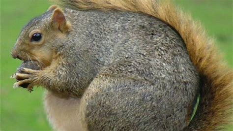 Fat Squirrel Provides Fat Cash For College