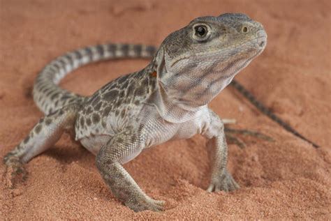 What Are The Different Types Of Lizard Food With Pictures