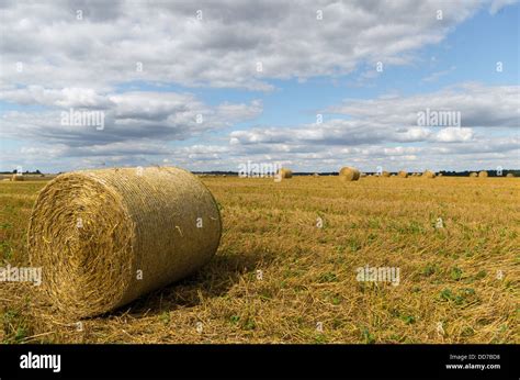 Large Freshly Baled Round Hay Bales Stacked Out In The Farm Field Stock
