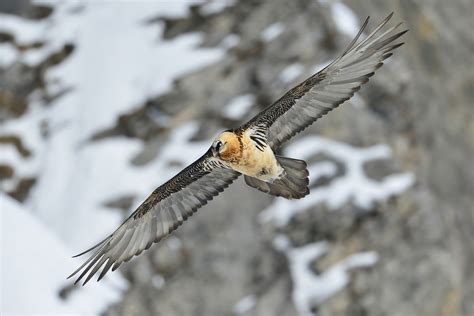 Naturschützer haben bei berchtesgaden zwei bartgeier in die freiheit entlassen. Die Bartgeier in den Alpen werden wieder gezählt ...