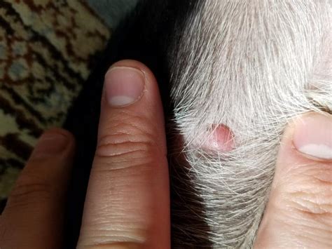 What Causes Red Bumps On Dogs Best Games Walkthrough