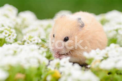 Golden Hamster In Flower Garden Stock Photos