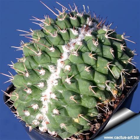 Fleur de cactus nombres suculentas flor de cactus flores plantas plantas ornamentales galerías de fotos cactus. Nuova pagina 1
