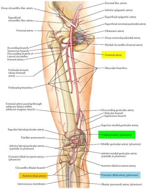 Popliteal Artery Location Entrapment Popliteal Artery Aneurysm