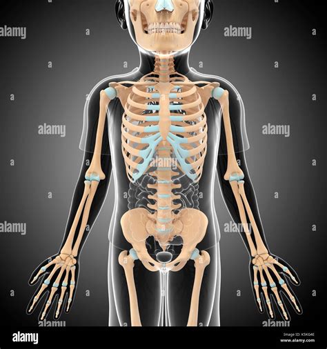 Illustration Of A Childs Skeleton Stock Photo Alamy