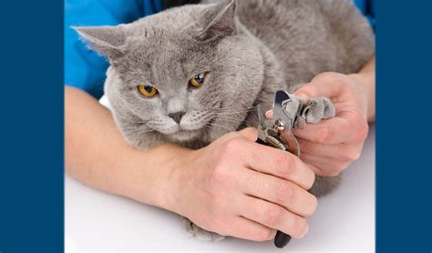 How To Trim Your Cats Nails Centrepointe Animal Hospital