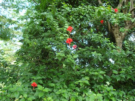 Hibiscus flowers come in many colors and sizes, learn more about this amazing plant at summerwinds nursery! Ayurvedic benefits of Hibiscus flower