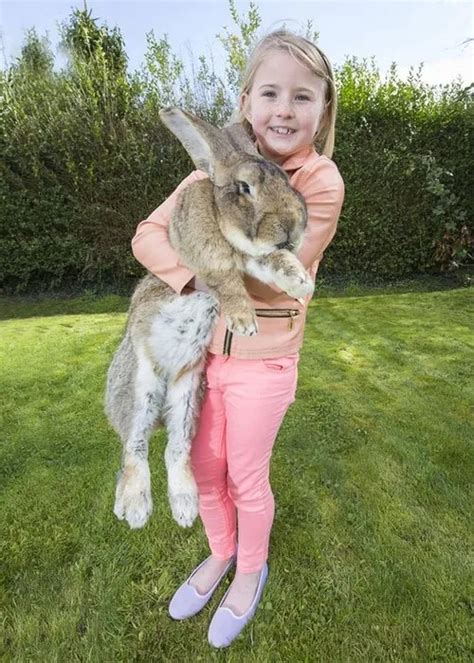 dünyanın en büyük tavşanı ve Şimdiden onu geçmeye namzet oğlu galeri aktüel