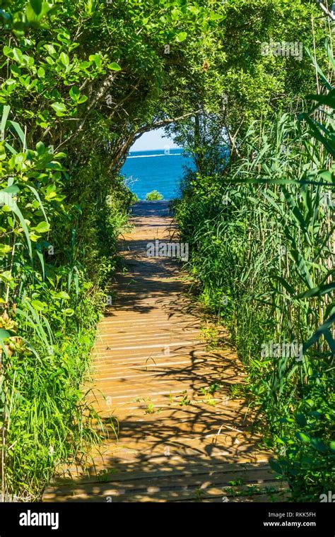 Beach Ocean Path Boardwalk Forest Green Trees Padnaram Dartmouth