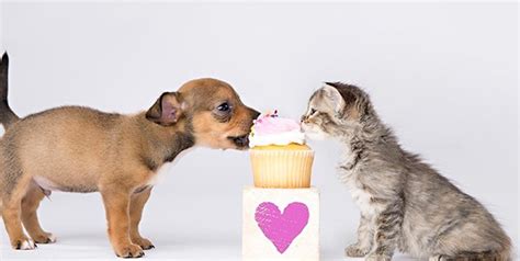 If you aren't prepared to take care of the animal through all stages of its life, don't. This Puppy Met A Kitten And They Fell In Love At First ...