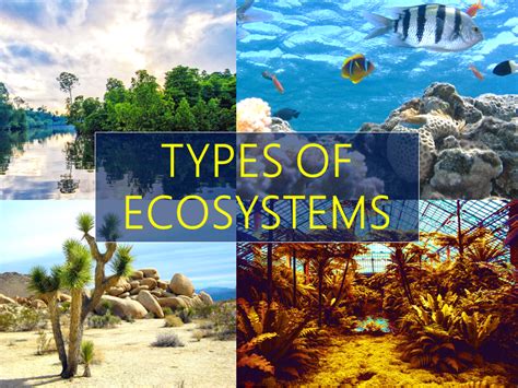 3 Different Types of Ecosystems | Owlcation